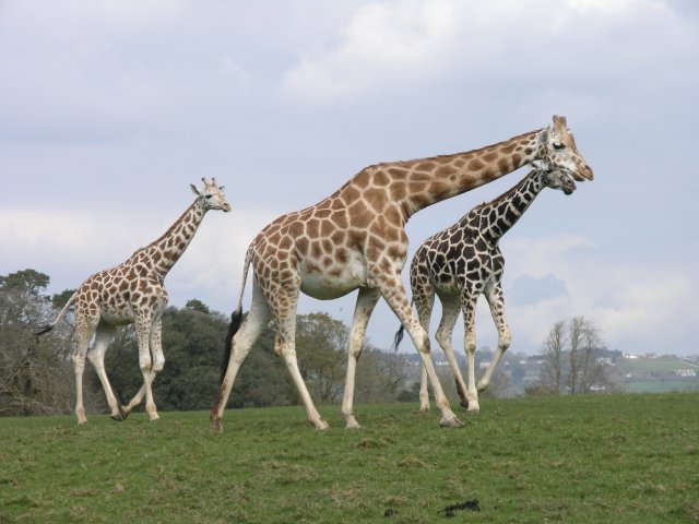 rotchild-giraffes
