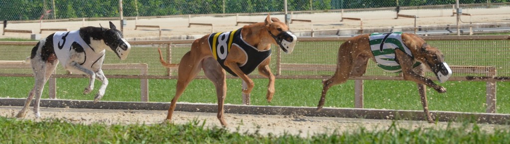 Dogs_race_down_front_stretch_derby_lane
